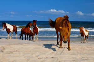 horses-on-beach.jpg